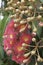 Red flowering gum