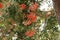 Red flowering gum Corymbia ficifolia  1