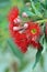 Red flowering gum tree blossoms, Corymbia ficifolia Wildfire variety