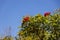 Red flowering gum tree with plenty of red flowers shot on a sunny summer day