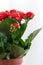 Red flowering Kalanchoe on light background