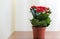 Red flowering Kalanchoe in pot