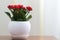 Red flowering Kalanchoe in white pot