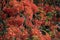 Red flowering leaves of the Delonix Regia, Flame tree in Botswana