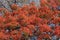Red flowering leaves of the Delonix Regia, Flame tree in Botswana