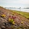 Red flowering orpine growing on the slope of an embankment