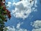 Red flowering plant and the blure skies with clouds.