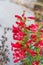 Red flowering plant. Penstemon Red Beard tongue