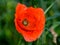 Red flowering poppy close up