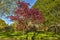 Red flowering prunus tree