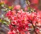 Red flowering Quince