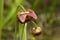 Red flowering sarracenia purpurea and bud in garden