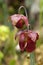 Red flowering sarracenia purpurea plant in garden