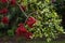 Red flowering schotia brachypetala or weeping boerboon tree