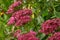 Red flowering sedum plant, Hylotelephium telephium. beautiful autumn flowers in the garden