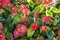 The red flowering spathe of anthurium or red peace lily in the garden