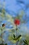 Red flowering tree Ohi a Metrosideros Macropus