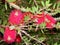 RED FLOWERING TREE WITH WHITE BERRIES