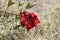 Red flowering vine