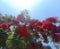 Red flowers along branches