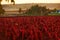 Red flowers amaranth