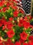 Red Flowers, American Flag 2