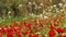 Red flowers anemones and white field flowers