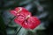 Red flowers- Anthurium in botanic garden