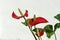 Red flowers of anthurium photographed close up