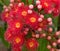 Red flowers of Australian gum tree eucalyptus