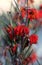 Red flowers of the Australian native Red Ochre Spider Flower, Grevillea bronwenae, family Proteaceae