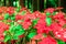 Red flowers with backdrop blurred