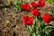 Red flowers on background of green meadow.Red tulips flower blooming in spring garden. Amazing nature concept of red