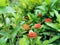 Red Flowers on the backyard blooming awesome and green