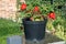 Red flowers in black plactic pot grow near rural house