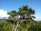 Red Flowers in bloom on branchs of Ohi& x27;a tree on top the mountai