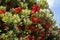 Red flowers of the blooming Callistemon tree. It is called beautiful stamen, red stamen, brushes for cleaning