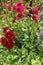 Red flowers blooming in coppice forest