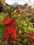 Red flowers blooming in the garden