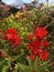 Red flowers blooming in the garden