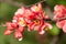 Red flowers of blooming Japanese quince on green background