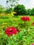 Red flowers blooms in greeny field