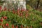 Red flowers blossom in the backyard of the house