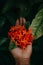 Red flowers blossom on blue leaf, nature background, spiky flowers shape, toned process, hand in frame