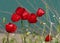 Red flowers on a blue background