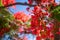 Red flowers on blue sky background. Sunlit closeup of Delonix regia