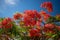 Red flowers on blue sky background. Sunlit closeup of Delonix regia