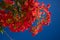 Red flowers on blue sky background. Sunlit closeup of Delonix regia