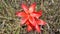 Red flowers at Bokong Nature Reserve