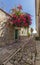 Red flowers bougainvillea in narrow city street.